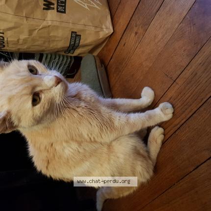 Photo de chat trouvé à Bonneuil Matours