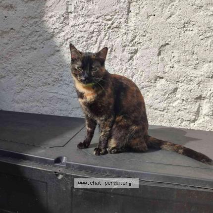 Photo 1/1 Chat retrouvé Perdu à Alfortville