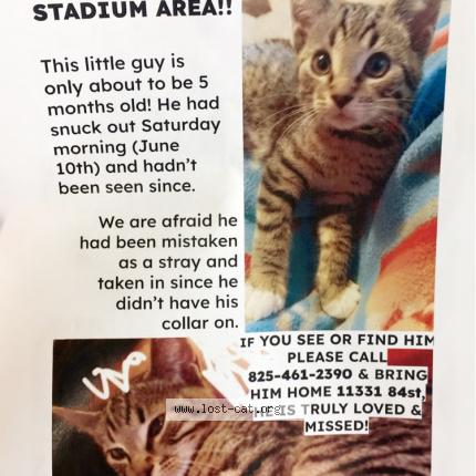 Photo 1/1 Chat retrouvé Perdu à Edmonton