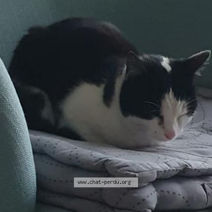 Photo 1/1 Chat retrouvé Trouvé à Meistratzheim
