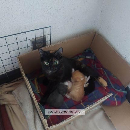 Photo de chat perdu à Marseille
