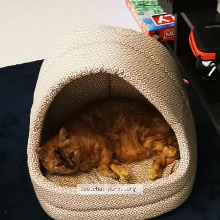 Photo 1/1 Chat retrouvé Perdu à Tournan En Brie
