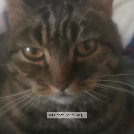 Photo de chat perdu à Barentin