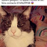 Photo de chat perdu à Arras