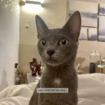 Photo de chat perdu à Montpellier