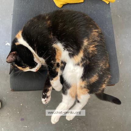 Photo de chat perdu à Montreuil