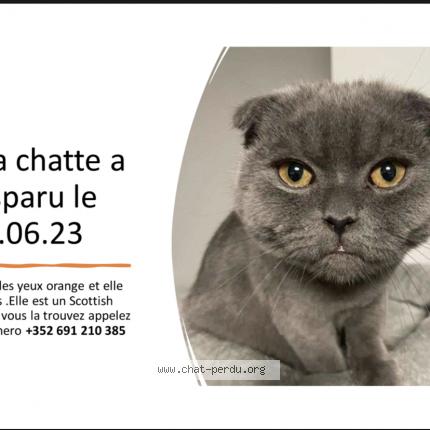 Photo de chat perdu à Villerupt