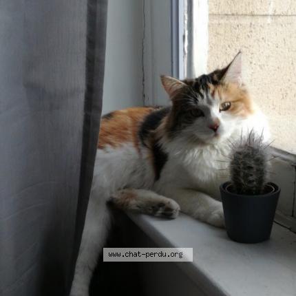Photo de chat perdu à Fecamp