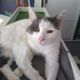 Photo de chat perdu à Le Mans