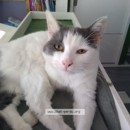 Photo 1/1 Chat retrouvé Perdu à Le mans