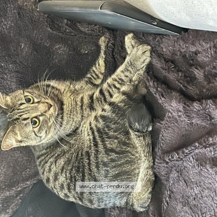 Photo 1/1 Chat retrouvé Perdu à Essomes Sur Marne