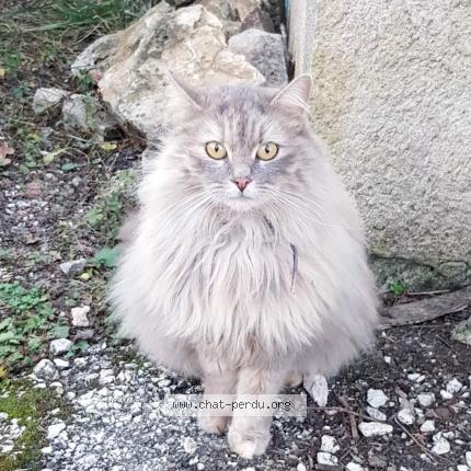Photo 1/1 Chat retrouvé Perdu à Sauvigney Les Gray