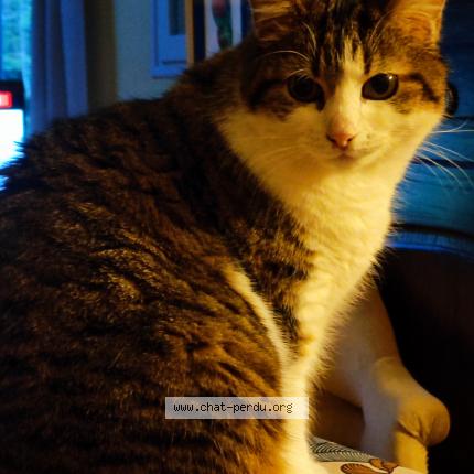 Photo de chat perdu à Limoges