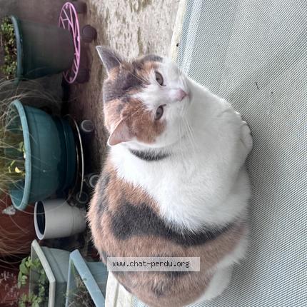 Photo de chat perdu à Plaisance Du Touch