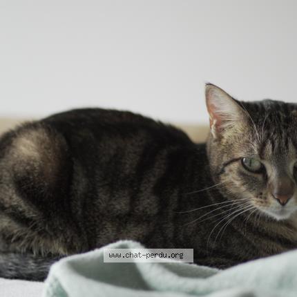Photo de chat perdu à Ivry Sur Seine