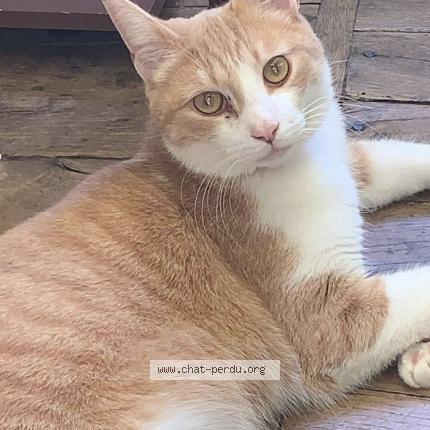Photo de chat perdu à Franconville