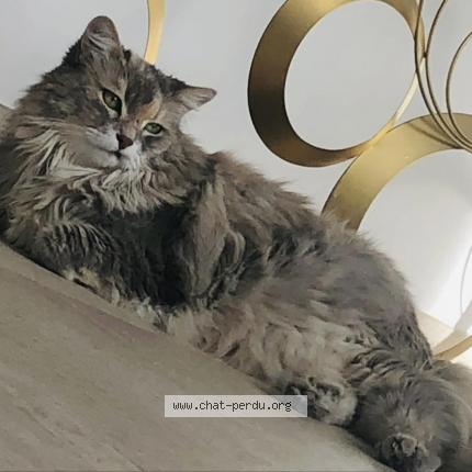 Photo de chat perdu à Carnon