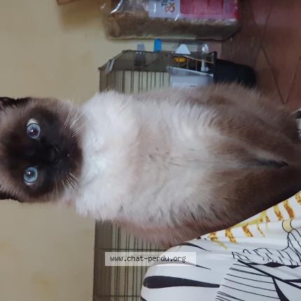 Photo 1/1 Chat retrouvé Perdu à Ampuis