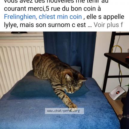 Photo 1/1 Chat retrouvé Perdu à Frelinghien
