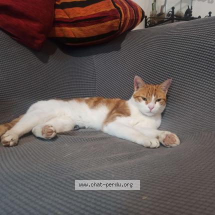 Photo de chat perdu à Thurins