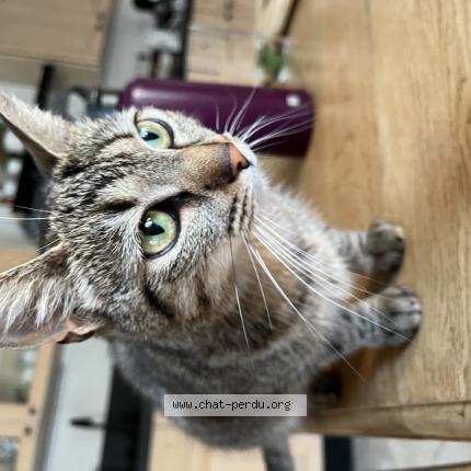 Photo de chat trouvé à Sainghin En Weppes
