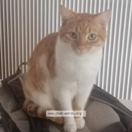 Photo de chat perdu à Oloron Sainte Marie
