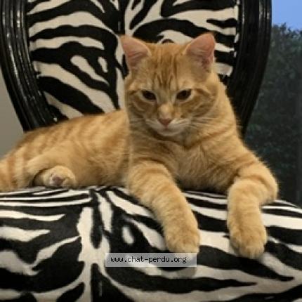 Photo de chat perdu à Amiens