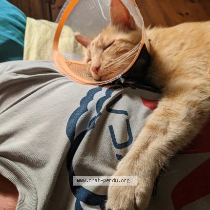 Photo 1/1 Chat retrouvé Perdu à Fessy