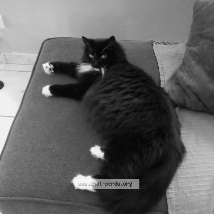 Photo de chat perdu à Luc Sur Mer