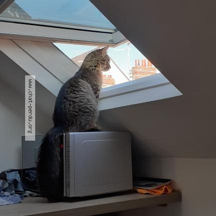 Photo 1/2 Chat retrouvé Perdu à Amiens