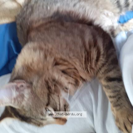 Photo 2/2 Chat retrouvé Perdu à Amiens