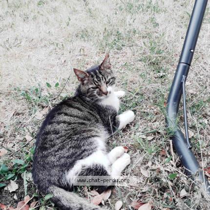 Photo de chat trouvé à Olivet