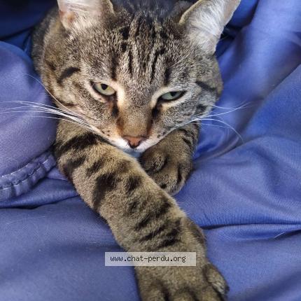 Photo 1/1 Chat retrouvé Perdu à Bordeaux