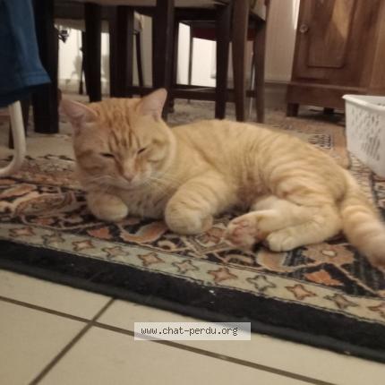 Photo de chat perdu à Nantes
