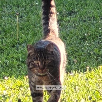 Photo 1/1 Chat retrouvé Perdu à Prouzel