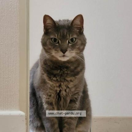 Photo de chat perdu à Brive La Gaillarde