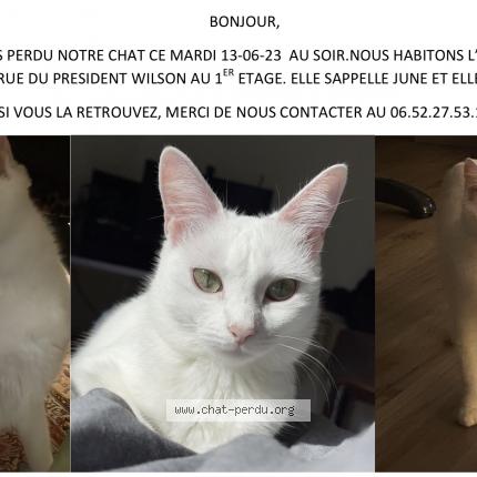 Photo 1/1 Chat retrouvé Perdu à Perigueux
