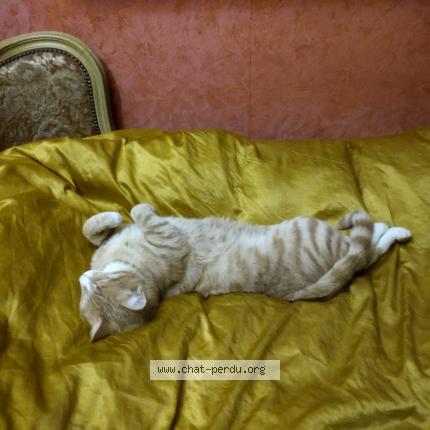 Photo de chat perdu à Toulouse