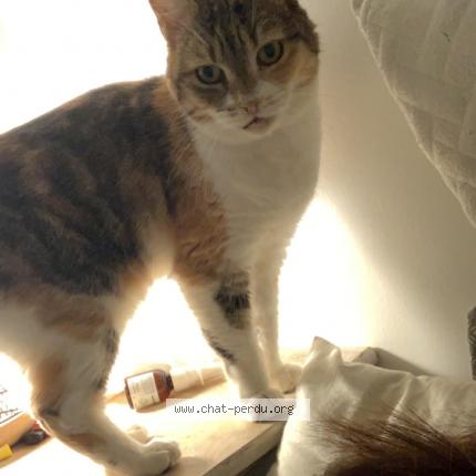 Photo 1/1 Chat retrouvé Perdu à Aubigny Sur Nere