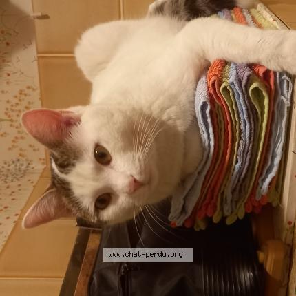 Photo de chat perdu à Wasselonne