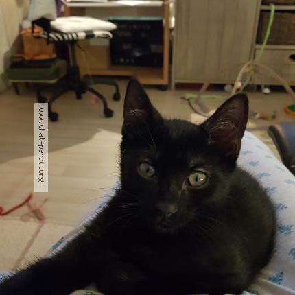 Photo de chat perdu à Eschau