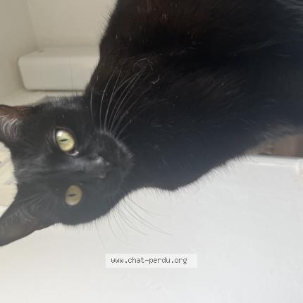 Photo de chat perdu à Chalon Sur Saone