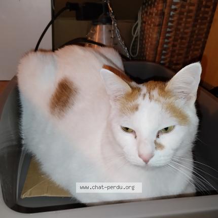 Photo de chat perdu à Etrepilly