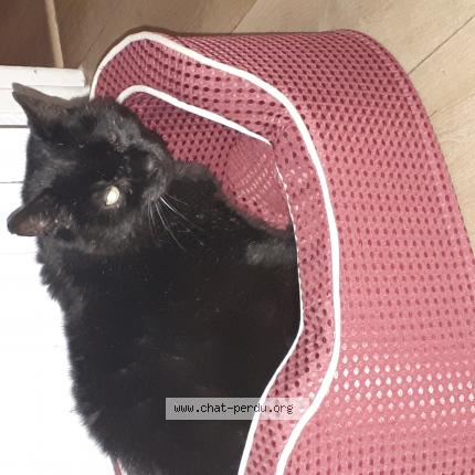 Photo de chat perdu à Clermont Oise