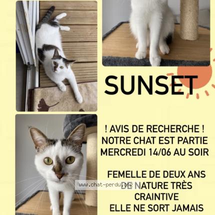Photo de chat perdu à Toulouse