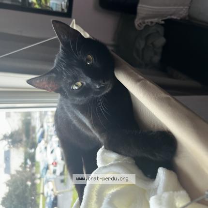 Photo de chat perdu à Sainte Genevieve Des Bois