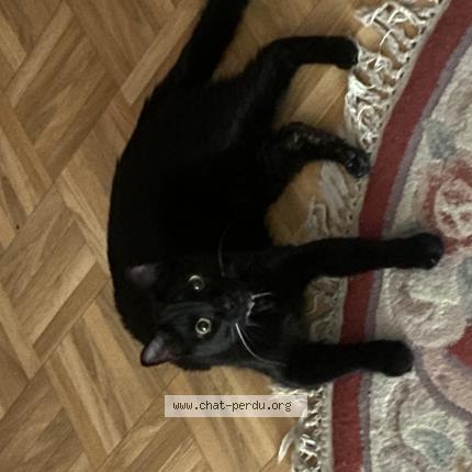 Photo de chat perdu à Paris