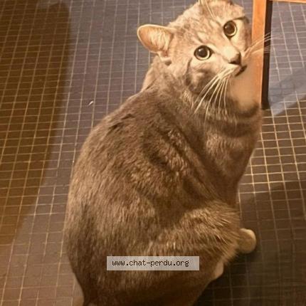 Photo de chat perdu à Aulnay Sous Bois