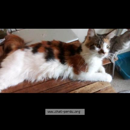 Photo de chat perdu à Gennes Val De Loire