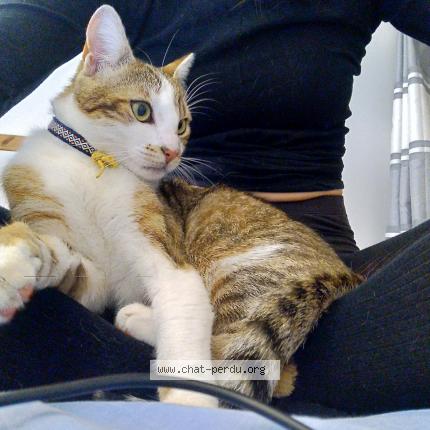 Photo de chat perdu à Lyon